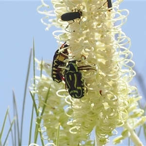 Eupoecila australasiae at Acton, ACT - 27 Dec 2024