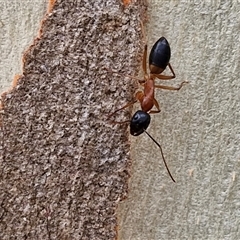 Camponotus consobrinus (Banded sugar ant) at Goulburn, NSW - 11 Jan 2025 by trevorpreston