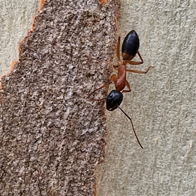 Camponotus consobrinus (Banded sugar ant) at Goulburn, NSW - 11 Jan 2025 by trevorpreston