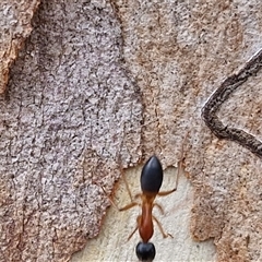 Camponotus consobrinus at Goulburn, NSW - 11 Jan 2025 08:13 AM