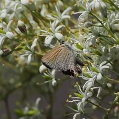 Nacaduba biocellata (Two-spotted Line-Blue) at Acton, ACT - 27 Dec 2024 by RAllen