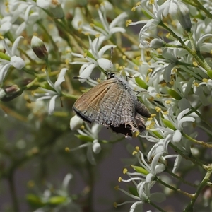 Nacaduba biocellata (Two-spotted Line-Blue) at Acton, ACT by RAllen