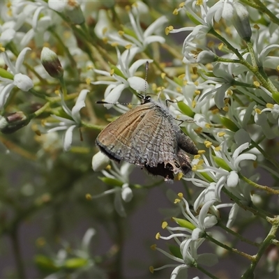 Nacaduba biocellata (Two-spotted Line-Blue) at Acton, ACT - 27 Dec 2024 by RAllen