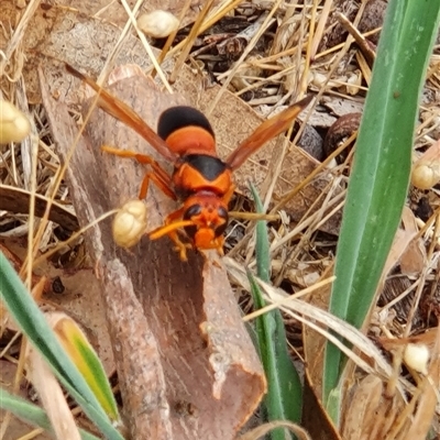 Abispa ephippium (Potter wasp, Mason wasp) at Bowning, NSW - 11 Jan 2025 by Maren