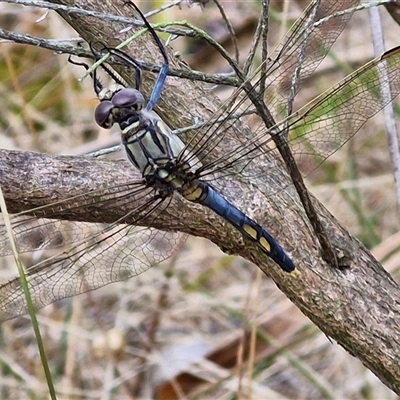 Orthetrum caledonicum (Blue Skimmer) at Goulburn, NSW - 11 Jan 2025 by trevorpreston