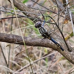 Orthetrum caledonicum at Goulburn, NSW - 11 Jan 2025 08:11 AM