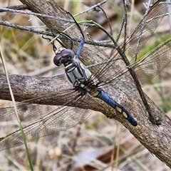 Orthetrum caledonicum at Goulburn, NSW - 11 Jan 2025 08:11 AM