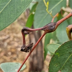 Eucalyptus insect gall at Goulburn, NSW - 11 Jan 2025 by trevorpreston