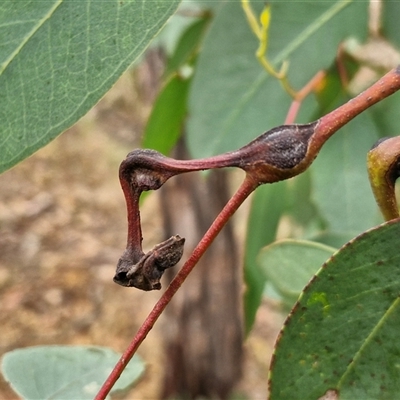 Eucalyptus insect gall at Goulburn, NSW - 11 Jan 2025 by trevorpreston