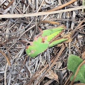 Gastrimargus musicus (Yellow-winged Locust or Grasshopper) at Bungendore, NSW by clarehoneydove