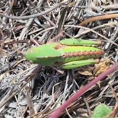 Gastrimargus musicus at Bungendore, NSW - 9 Jan 2025 03:12 PM