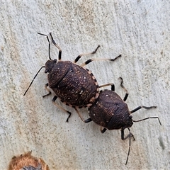 Platycoris rotundatus (A shield bug) at Goulburn, NSW - 10 Jan 2025 by trevorpreston