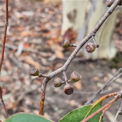 Eucalyptus dives (Broad-leaved Peppermint) at Goulburn, NSW - 11 Jan 2025 by trevorpreston