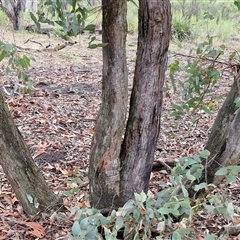 Eucalyptus dives at Goulburn, NSW - 11 Jan 2025 08:04 AM