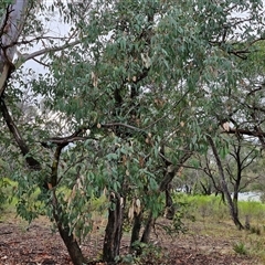 Eucalyptus dives at Goulburn, NSW - 11 Jan 2025 08:04 AM