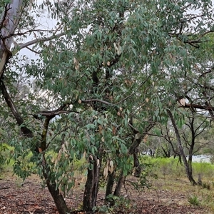 Eucalyptus dives at Goulburn, NSW - 11 Jan 2025 08:04 AM