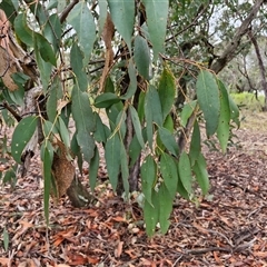 Eucalyptus dives at Goulburn, NSW - 11 Jan 2025 08:04 AM