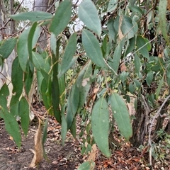 Eucalyptus dives at Goulburn, NSW - 11 Jan 2025 08:04 AM