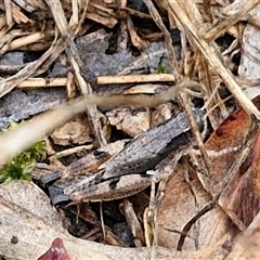 Phaulacridium vittatum (Wingless Grasshopper) at Goulburn, NSW - 11 Jan 2025 by trevorpreston