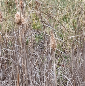 Typha sp. at Bowning, NSW - 11 Jan 2025 09:20 AM