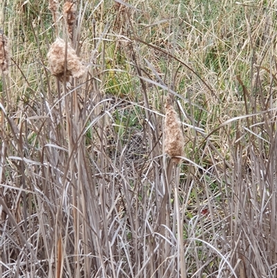 Typha sp. (Cumbungi) at Bowning, NSW - 11 Jan 2025 by Maren