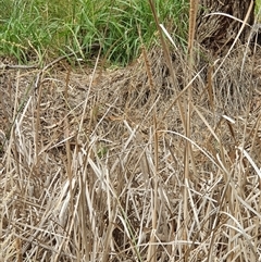 Typha sp. at Bowning, NSW - 11 Jan 2025 09:20 AM