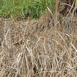 Typha sp. at Bowning, NSW - 11 Jan 2025 09:20 AM