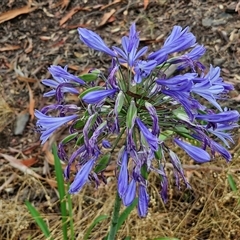 Agapanthus praecox subsp. orientalis (Agapanthus) at Goulburn, NSW - 11 Jan 2025 by trevorpreston