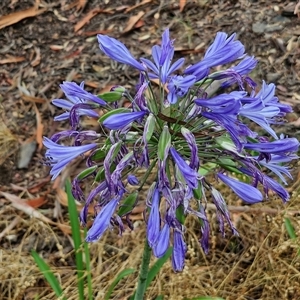 Agapanthus praecox subsp. orientalis (Agapanthus) at Goulburn, NSW by trevorpreston