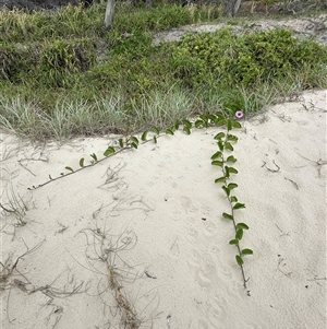 Ipomoea pes-caprae at Woorim, QLD by lbradley