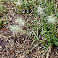 Cenchrus longisetus (Feathertop Grass) at Goulburn, NSW - 10 Jan 2025 by trevorpreston