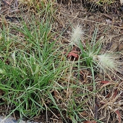 Cenchrus longisetus at Goulburn, NSW - 11 Jan 2025 07:49 AM