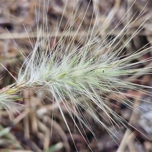 Cenchrus longisetus at Goulburn, NSW - 11 Jan 2025 07:49 AM