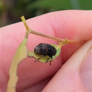 Cadmus pacificus (Cylinder leaf beetle) at Palerang, NSW by clarehoneydove