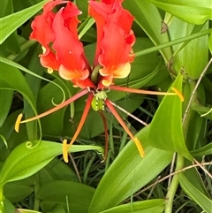 Gloriosa superba at Woorim, QLD - 10 Jan 2025 by lbradley