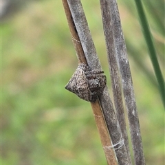 Dolophones sp. (genus) (Wrap-around spider) at Bungendore, NSW - 6 Jan 2025 by clarehoneydove