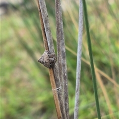 Dolophones sp. (genus) at Bungendore, NSW - suppressed