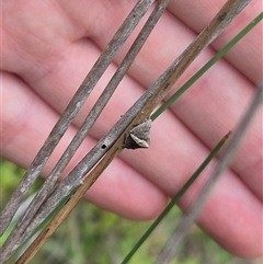 Dolophones sp. (genus) at Bungendore, NSW - suppressed