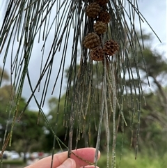 Casuarina equisetifolia subsp. incana at Woorim, QLD - 10 Jan 2025 by lbradley