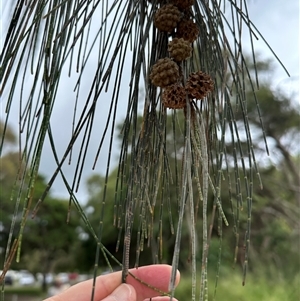 Casuarina equisetifolia subsp. incana at Woorim, QLD by lbradley