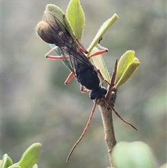 Myrmecia fulvipes (Red-legged Toothless bull ant) at Bungendore, NSW - 25 Dec 2024 by clarehoneydove