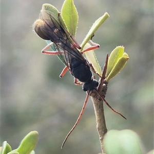 Myrmecia fulvipes (Red-legged Toothless bull ant) at Bungendore, NSW by clarehoneydove