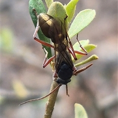 Myrmecia fulvipes at Bungendore, NSW - suppressed