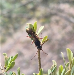 Myrmecia fulvipes at Bungendore, NSW - suppressed