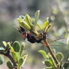 Myrmecia fulvipes at Bungendore, NSW - suppressed