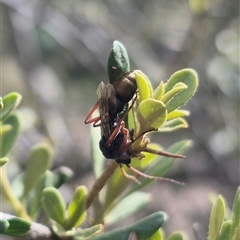 Myrmecia fulvipes at Bungendore, NSW - suppressed