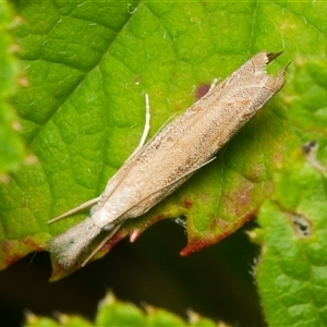 Culladia cuneiferellus (Crambinae moth) at Downer, ACT by RobertD