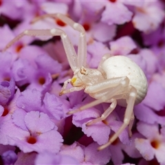 Thomisus spectabilis (Spectacular Crab Spider) at Downer, ACT - 11 Jan 2025 by RobertD