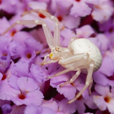 Thomisus spectabilis (Spectacular Crab Spider) at Downer, ACT - 10 Jan 2025 by RobertD