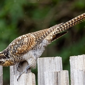 Eudynamys orientalis (Pacific Koel) at Palmerston, ACT by pjpiper